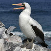 Nazca Booby
